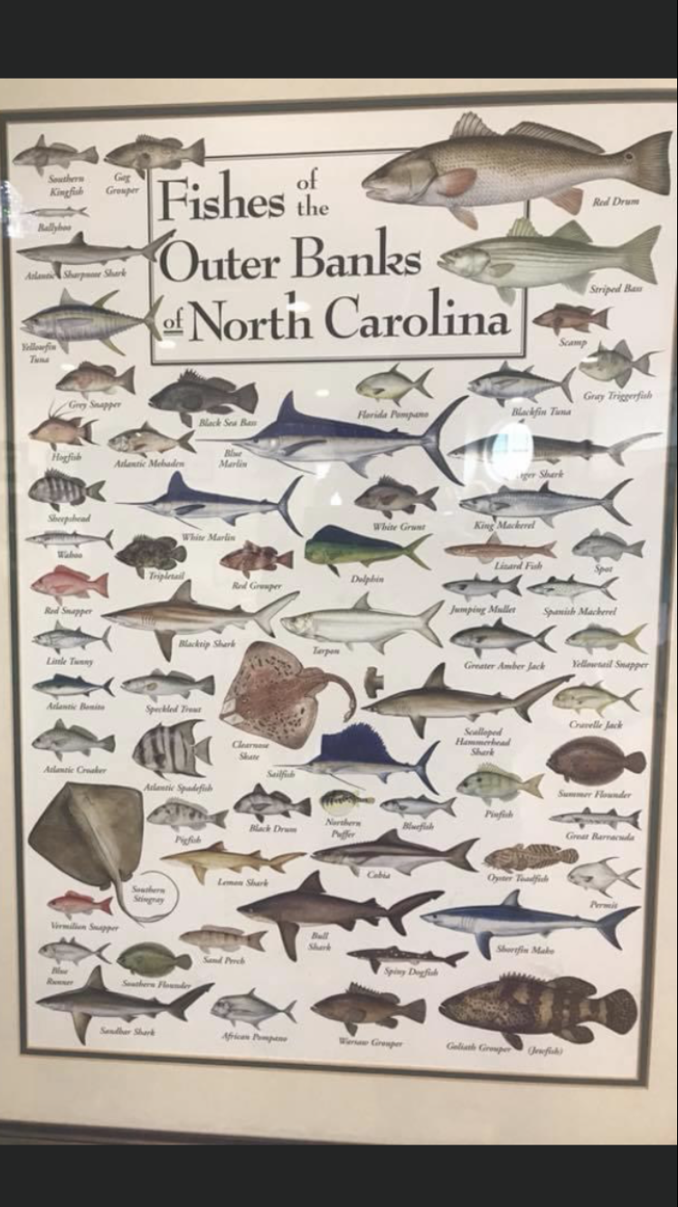 Outer Banks, North Carolina - fish